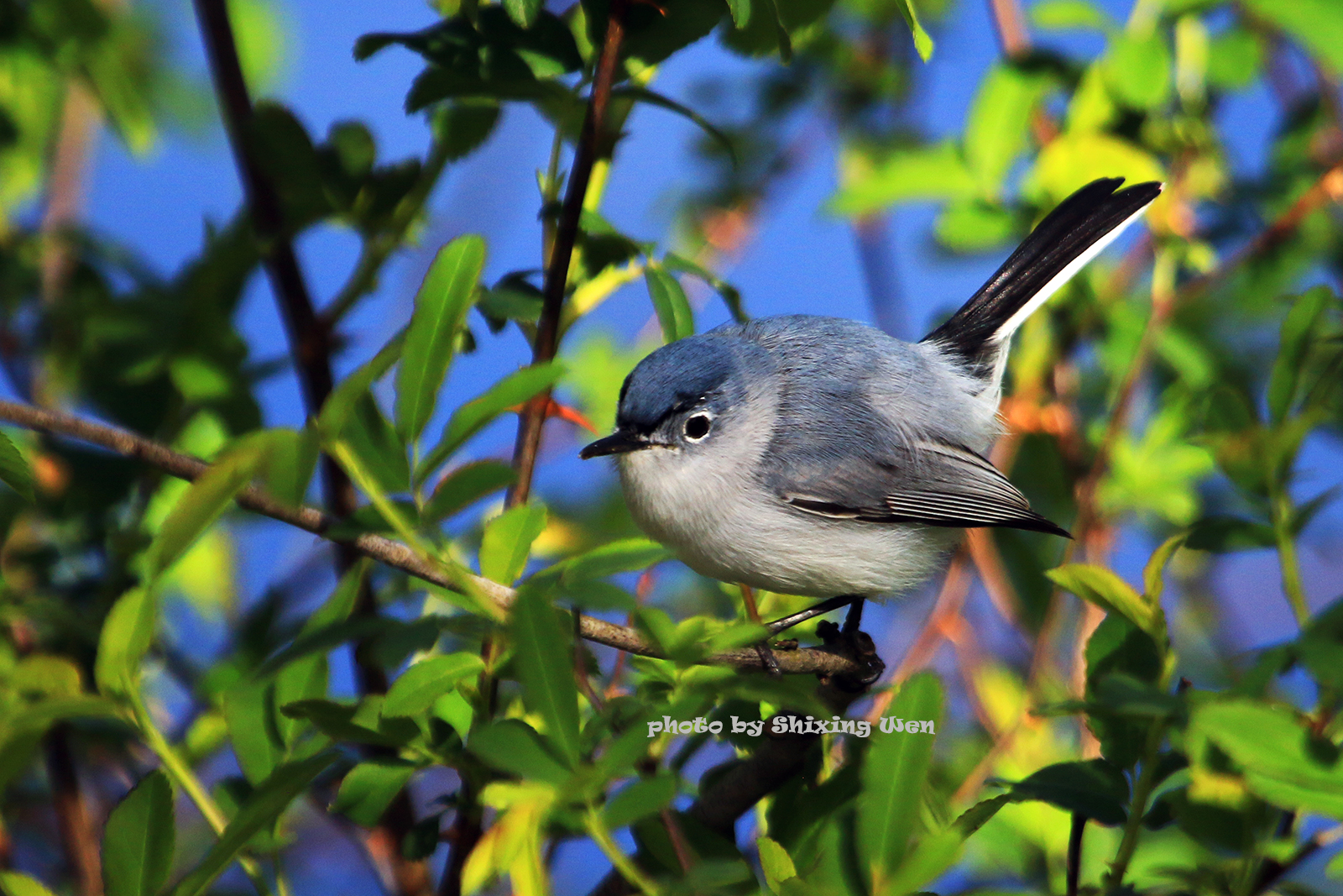 Blue-Gray Gnatcatcher, Nature of the Lake