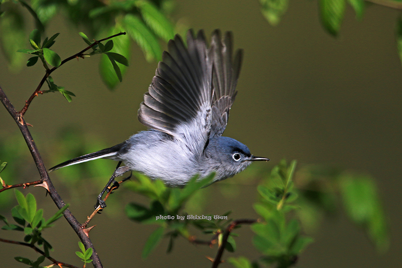 http://white-clouds.com/shixing/photos/Birds/Blue-gray_Gnatcatcher/Blue-gray_Gnatcatcher-3.jpg